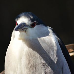 Black-crowned Night Heron
