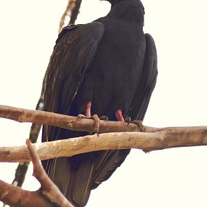 Turkey Vulture