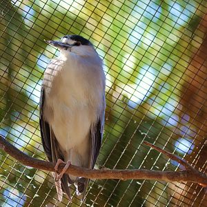Black-crowned Night Heron
