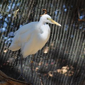 Great Egret