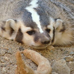 North American Badger