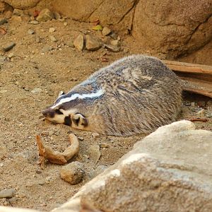 North American Badger