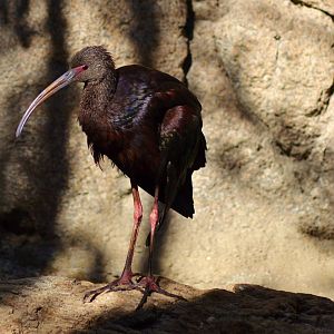 Ibis