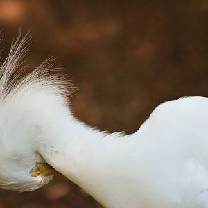 Snowy Egret