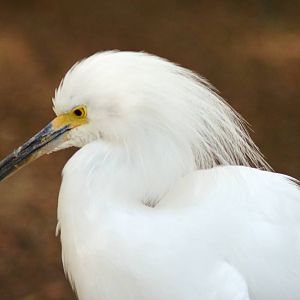 Snowy Egret