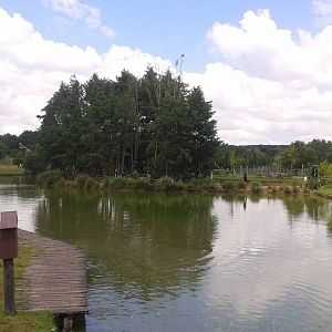 Ring-tailed lemur island