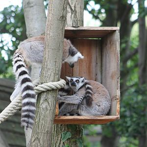 Ring-tailed lemurs