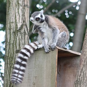 Ring-tailed lemur