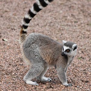 Ring-tailed lemur