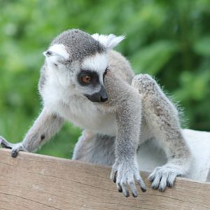 Ring-tailed lemur young