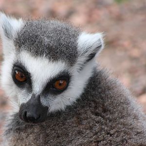Ring-tailed lemur