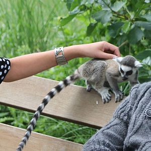 Ring-tailed lemur contact