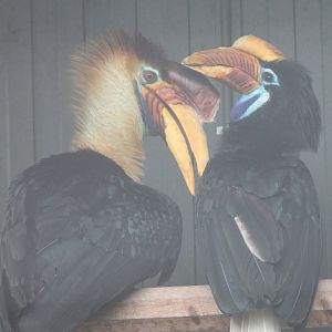 Celebes knobbed hornbill pair