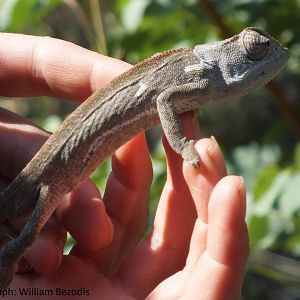 Flap-necked Chameleon