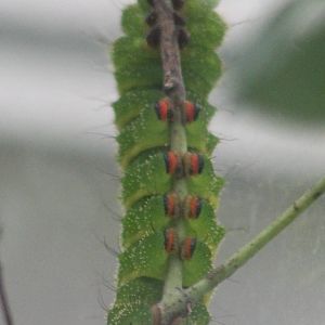Moon moth caterpillar