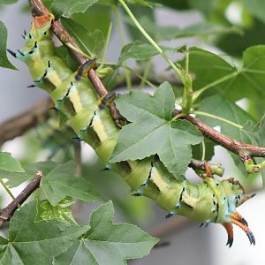 Royal wallnut moth caterpillar