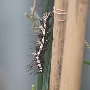 Caterpillar ID