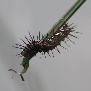 Caterpillar ID
