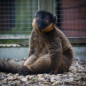 Collared brown lemur : Hamerton : 27 Sep 2014