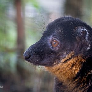Collared brown lemur : Hamerton : 27 Sep 2014
