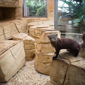 Ring-tailed vontsira (exhibit) : RSCC : 17 Oct 2014