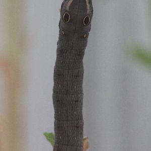 Elephant hawk moth caterpillar