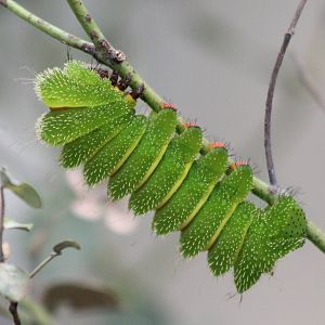 Moon moth caterpillar