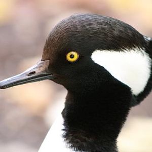 Hooded Merganser