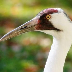 Whooping Crane