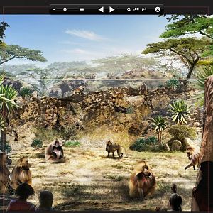 Gelada Exhibit Concept Africa Rocks 2017