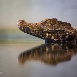 Cuviers dwarf caiman : Crocodiles of the World : 14 Nov 2014