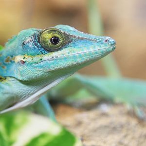 Baracoa Anole (Anolis baracoae)