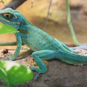 Baracoa Anole (Anolis baracoae)