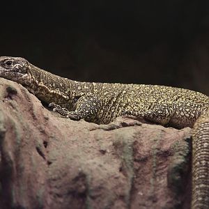Timor Monitor (Varanus timorensis)