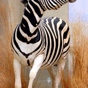 Plains zebra; Bonn Zoology Museum (African Diorama); 10th September 2014