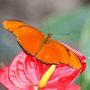Dryas species