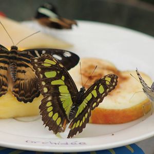 Butterfly feeding place