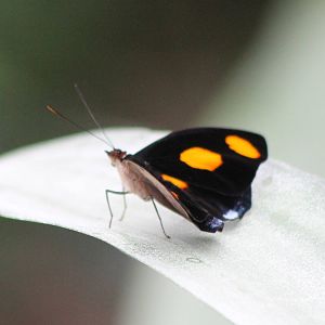 Grecian Shoemaker ( Catonephele numilia )