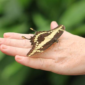 Papilio thoas