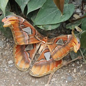 Atlas moth