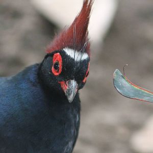 Crested wood-partridge ( male )