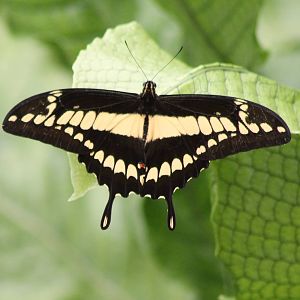 Giant swallowtail