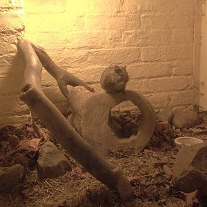 Degu in redesigned exhibit, 15th November 2014