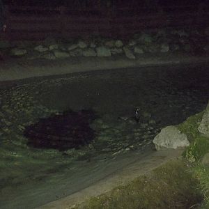 Time for the Great Orange Shark? 15th November 2014