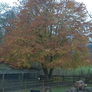 Autumn colours in the zoo, 16th November 2014