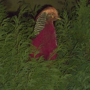 One in the bush, 16th November 2014