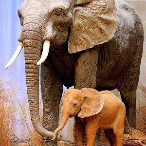 African elephant; Bonn Zoology Museum (African Diorama); 10th September 201