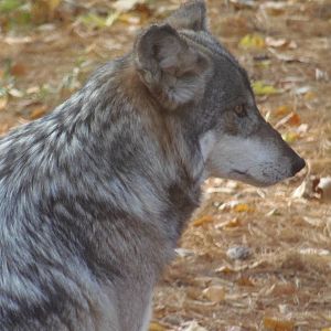 Mexican Wolf