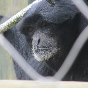 siamang guadalajara zoo