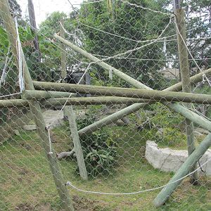 siamang exhibit guadalajara zoo